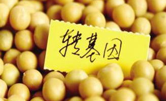 轉(zhuǎn)基因陰謀論的技術(shù)盲點 從種子生產(chǎn)視角解構(gòu)迷思